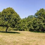 garden view with grass and trees