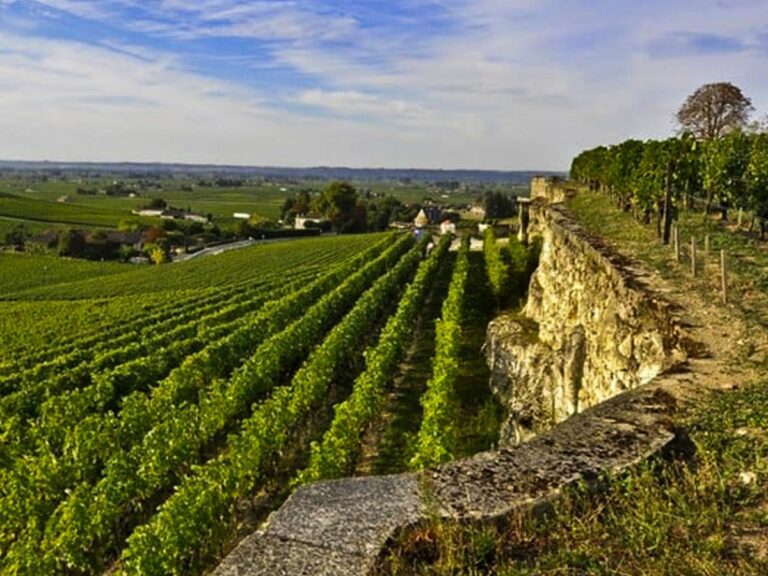 vue d'un vignoble à Saint Emilion